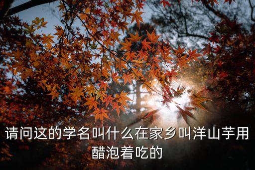 洋番薯，請問這的學名叫什么在家鄉(xiāng)叫洋山芋用醋泡著吃的