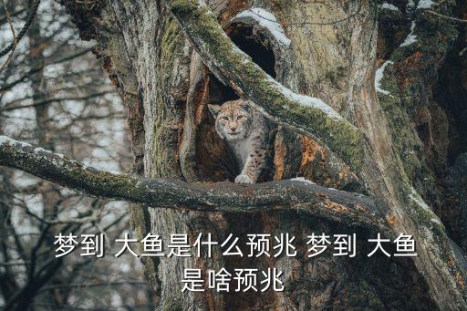  夢到 大魚是什么預兆 夢到 大魚是啥預兆