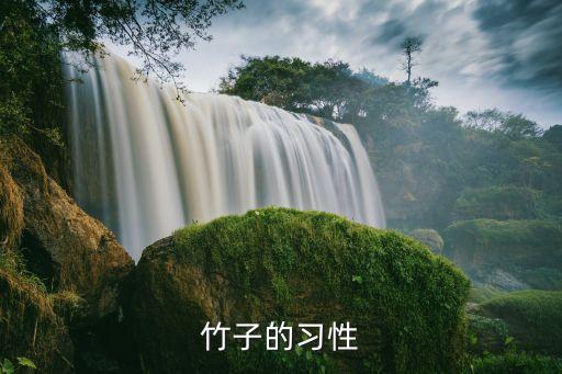 竹子的習(xí)性