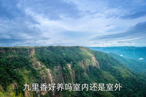 九里香好養嗎室內還是室外
