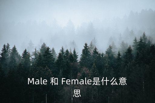 male什么意思，瑪麗什么意思
