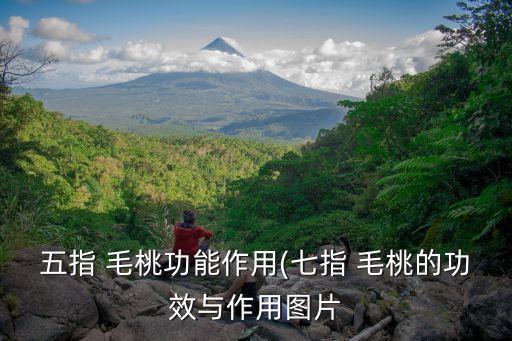 毛桃的功效與作用