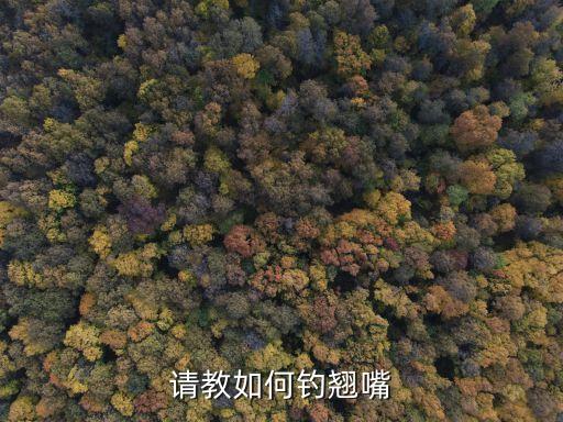 翹嘴怎么釣，請(qǐng)教如何釣翹嘴