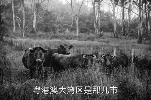 粵港澳大灣區(qū)是那幾市