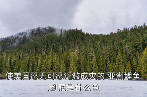 亞洲性圖片,美國(guó)亞洲鯉魚適應(yīng)性強(qiáng)每天吃一半左右食物