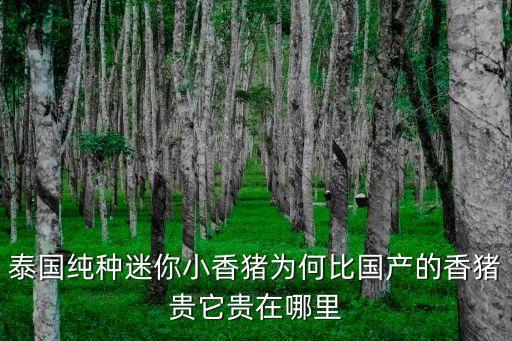 泰國香豬，泰國香豬長什么樣