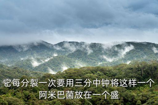 它每分裂一次要用三分中鐘將這樣一個阿米巴菌放在一個盛