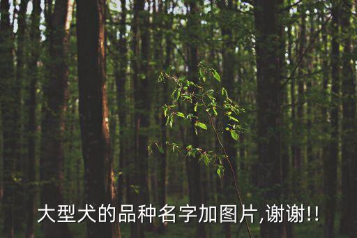 超大型犬,世界最大猛犬之一比藏獒大一級(jí)
