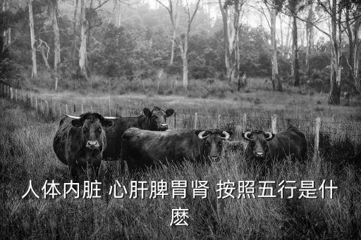 人體內臟 心肝脾胃腎 按照五行是什麼