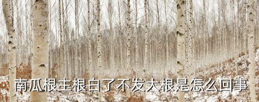  南瓜根主根白了不發(fā)大根是怎么回事