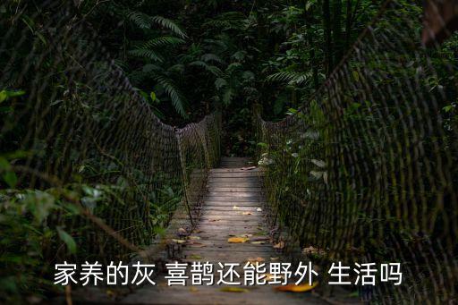 家養的灰 喜鵲還能野外 生活嗎
