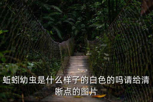 蚯蚓幼蟲是什么樣子的白色的嗎請給清晰點的圖片