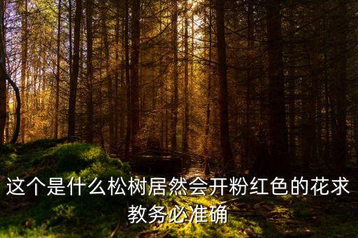這個(gè)是什么松樹(shù)居然會(huì)開(kāi)粉紅色的花求教務(wù)必準(zhǔn)確