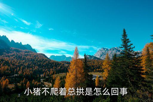 豬拱，豬經(jīng)常拱其他豬的肚子原因是什么該怎么辦急