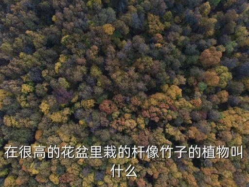 在很高的花盆里栽的桿像竹子的植物叫什么