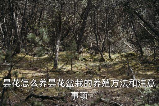 曇花怎么養曇花盆栽的養殖方法和注意事項
