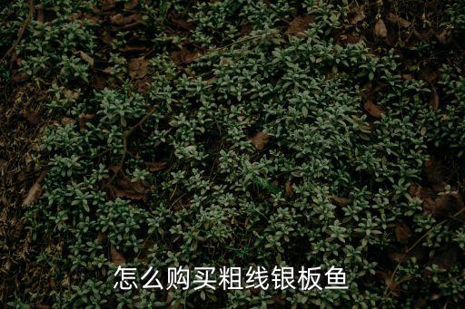 怎么購買粗線銀板魚