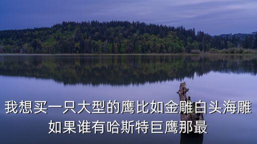 我想買一只大型的鷹比如金雕白頭海雕如果誰有哈斯特巨鷹那最