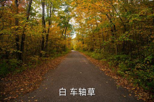 白 車軸草