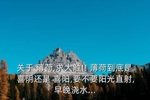 關(guān)于 薄荷,求大觸!! 薄荷到底是 喜陰還是 喜陽(yáng),要不要陽(yáng)光直射,早晚澆水...