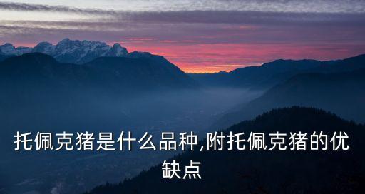 豬的優點,荷蘭托皮卡豬三線配套簡潔靈活適應良好人緣好