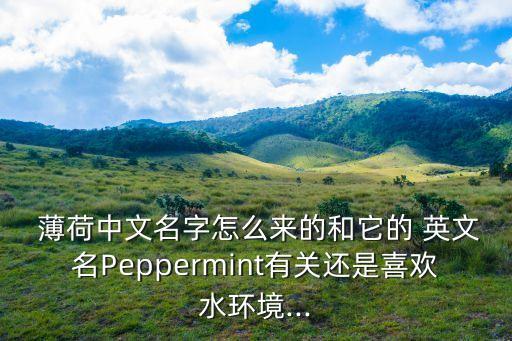 薄荷的英文,對(duì)不起，你還記得這些薄荷嗎?