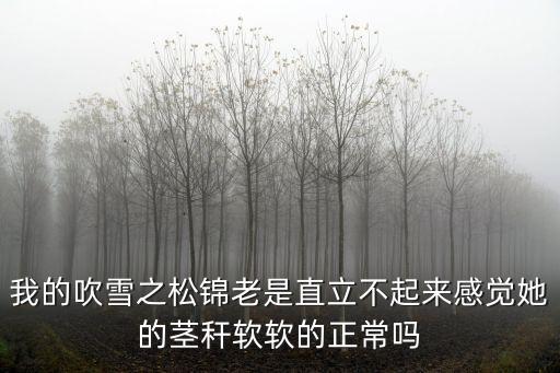 我的吹雪之松錦老是直立不起來感覺她的莖稈軟軟的正常嗎