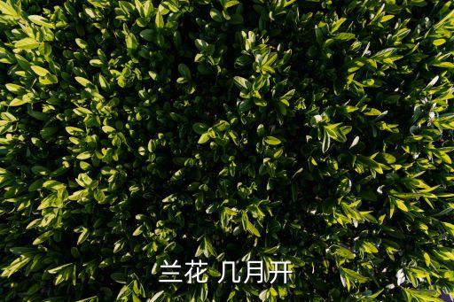 蘭花 幾月開