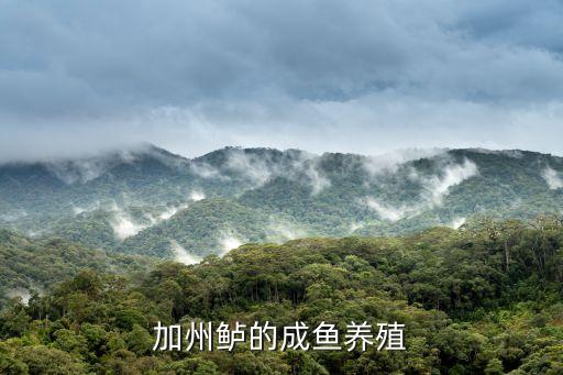 加州鱸魚養殖技術，加州鱸養殖的方法有哪些
