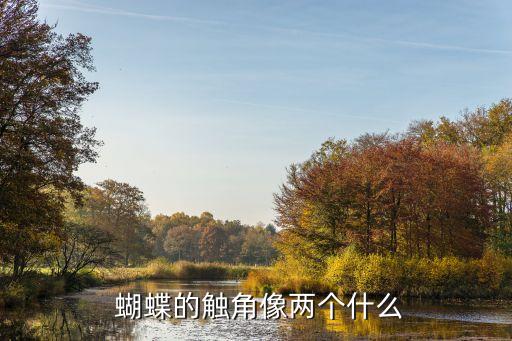  蝴蝶的觸角像兩個什么