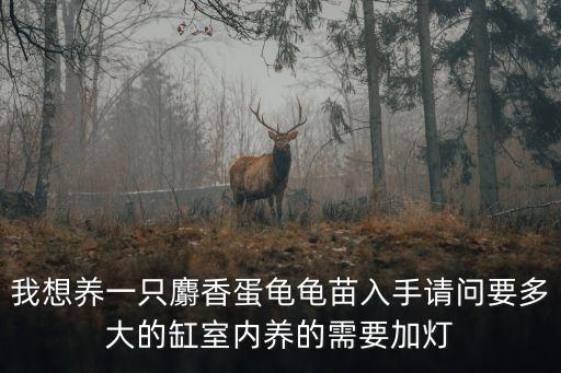 我想養(yǎng)一只麝香蛋龜龜苗入手請問要多大的缸室內(nèi)養(yǎng)的需要加燈