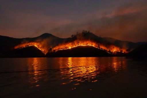 無(wú)可厚非是什么意思,面對(duì)瀕臨死亡動(dòng)物無(wú)可厚非你怎么做?