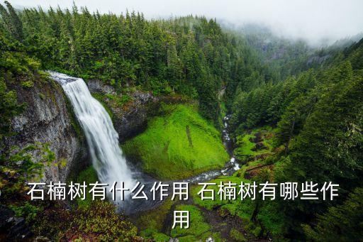 石楠樹,十種石楠樹寓意深遠或許有人永生