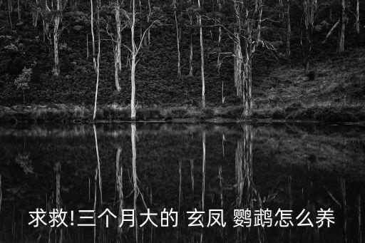 求救!三個月大的 玄鳳 鸚鵡怎么養