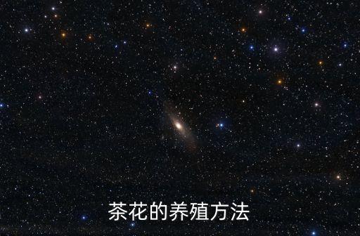 茶花的養殖方法