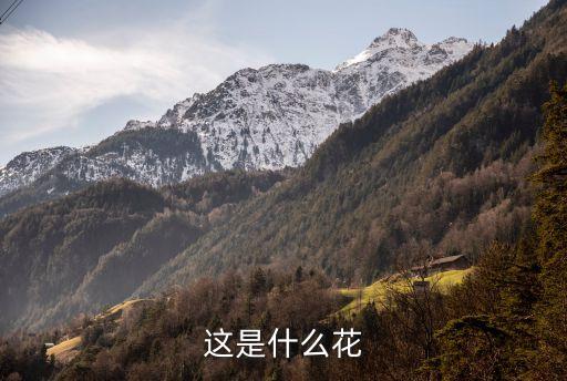 露草,花期:春季從枝條頂端開(kāi)出粉紅色花心微黃