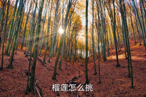 榴蓮挑選，榴蓮怎么挑