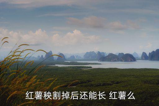 紅薯秧割掉后還能長 紅薯么