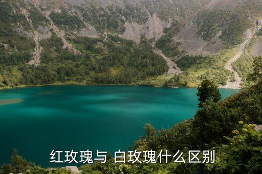  紅玫瑰與 白玫瑰什么區(qū)別