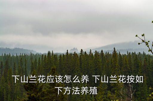  下山蘭花應該怎么養(yǎng) 下山蘭花按如下方法養(yǎng)殖