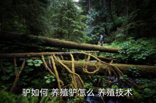 驢如何 養(yǎng)殖驢怎么 養(yǎng)殖技術(shù)