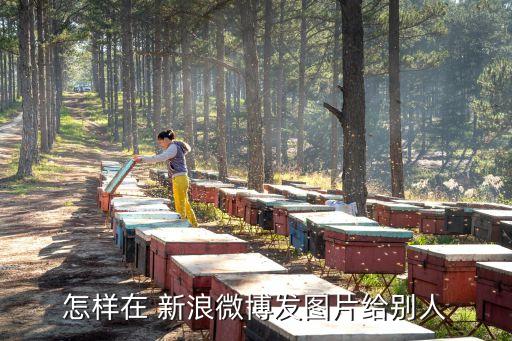 新浪圖片,如何在新浪微博發(fā)文章?