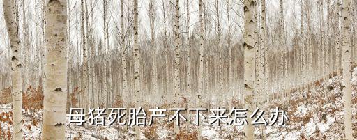 豬吃食圖片,體溫突然升高可及時注射抗生素母豬難產怎么辦?