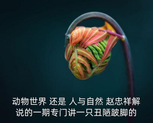 動物世界 還是 人與自然 趙忠祥解說的一期專門講一只丑陋跛腳的