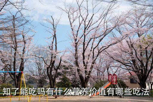 知了能吃嗎，蟬可以吃嗎