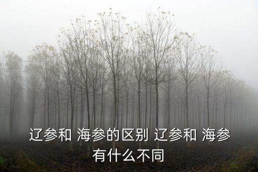 遼參和海參的區別,遼參和山東海參之別