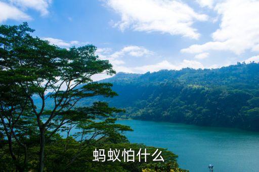 螞蟻怕什么，螞蟻怕什么