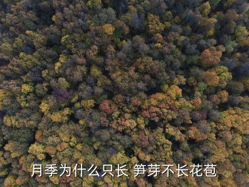 月季為什么只長(zhǎng) 筍芽不長(zhǎng)花苞