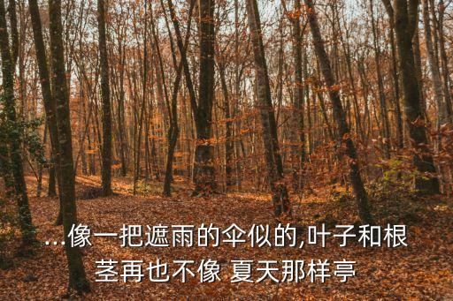 ...像一把遮雨的傘似的,葉子和根莖再也不像 夏天那樣亭