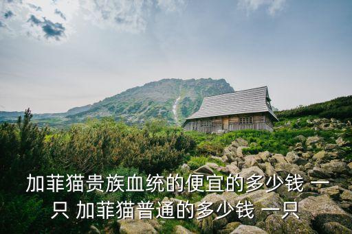 加菲貓價格多少錢一只,非線性加菲貓真的很可愛價格更高